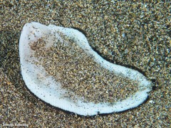 Synapturichthys kleinii