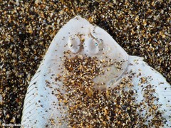 Synapturichthys kleinii