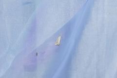 Pseudobissetia terrestrellus