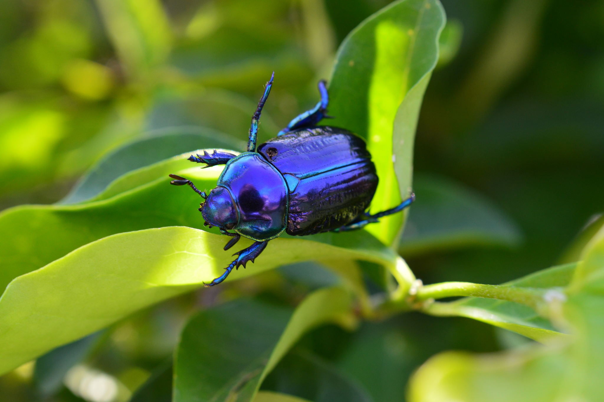 Precious Metal Beetle (Pelidnota sumptuosa) · iNaturalist