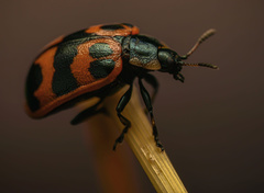 Chrysomela mainensis