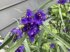 Tradescantia