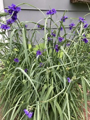 Tradescantia