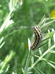 Heterogynis penella