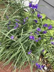 Tradescantia