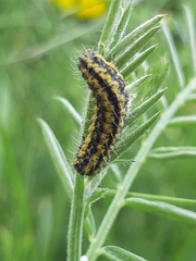 Heterogynis penella