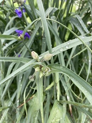 Tradescantia