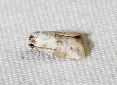 Afrida ydatodes