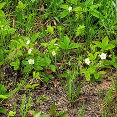 Fragaria viridis