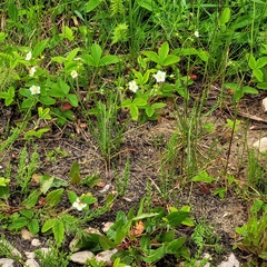 Fragaria viridis