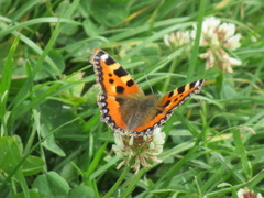 Aglais urticae