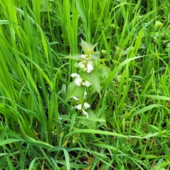 Lamium album