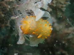 Crimora papillata