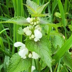 Lamium album