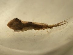 Triaenodes marginatus