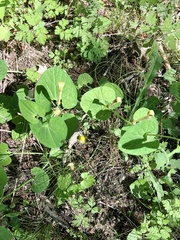 Aristolochia rotunda