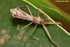 Nagusta
