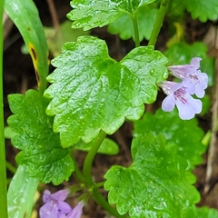 Glechoma hederacea