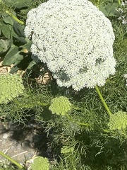 Visnaga daucoides