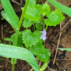 Glechoma hederacea