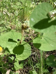 Aristolochia rotunda