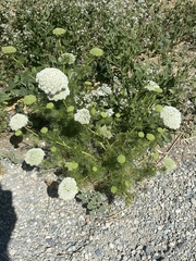 Visnaga daucoides