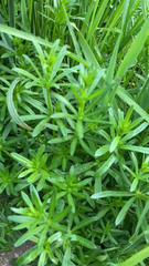Galium mollugo