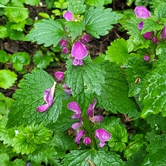 Lamium maculatum