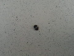 Anthrenus pimpinellae