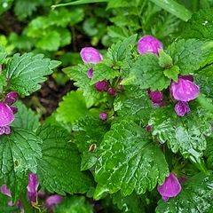 Lamium maculatum