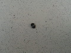 Anthrenus pimpinellae