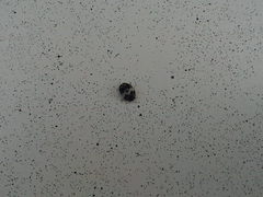 Anthrenus pimpinellae