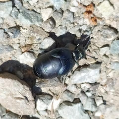 Meloe brevicollis