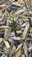 Triphora gentianoides