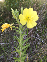 Oenothera elata hirsutissima