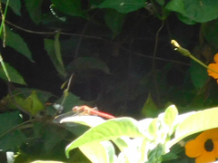 Sympetrum gilvum