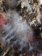 Alcyonium