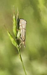 Chrysocrambus linetella