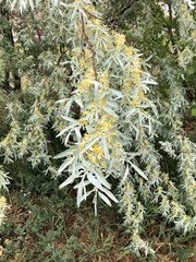 Elaeagnus angustifolia