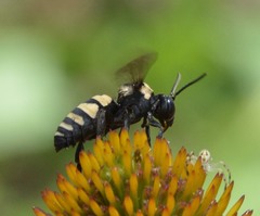 Triepeolus concavus