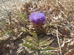 Cynara tournefortii