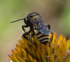 Triepeolus concavus