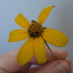 Heliopsis gracilis