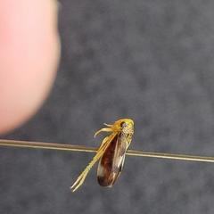 Pediopsoides distinctus