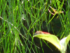 Sympetrum gilvum