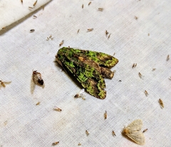Oxoia smaragdiplena