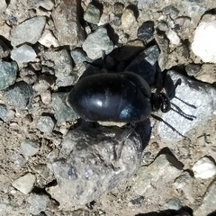 Meloe brevicollis