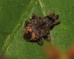 Conotrachelus posticatus