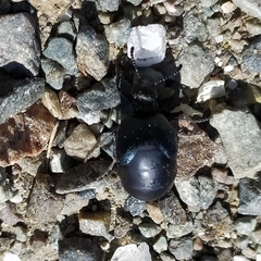 Meloe brevicollis