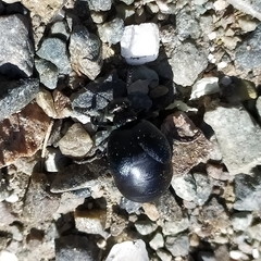 Meloe brevicollis